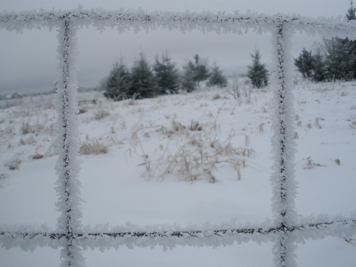 Frosted Fence with Trees