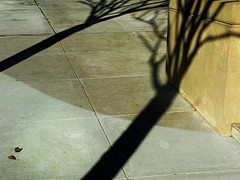 Nature Shadows