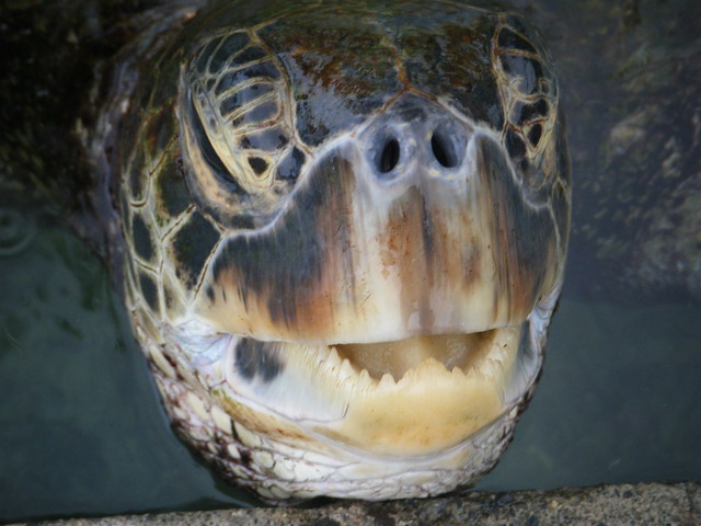 Sea Turtle Teeth | Flickr - Photo Sharing!