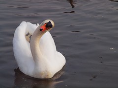 Geilenkirchener White Swan Family 2010