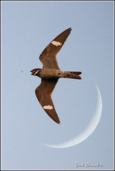 Nighthawk (Common)