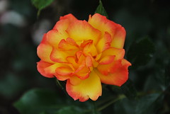 Cranford Rose Garden