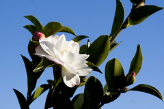 Camellia sasanqua ´Asakura´