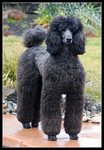  011606 013012 in Standard Poodle Caniche Royal SPCR group 