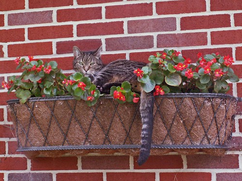 Cat in Flower Box