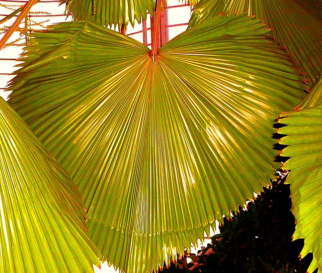 Brahea Armata Palm Trees (Mexican Blue Palm Trees/Blue 