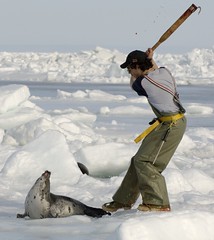 長久以來獵殺海豹一直是高度爭議的議題。（照片版權：HSI/B. Skerry/台灣動物社會研究會提供）
