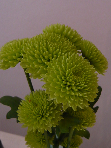 Green Chrysanths