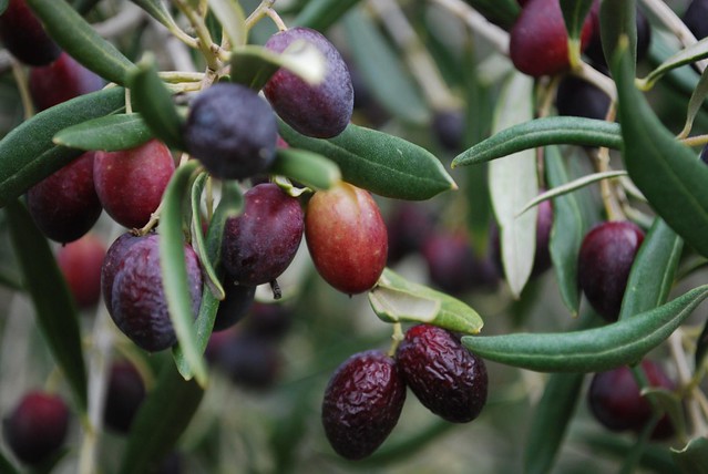 Half-ripe olives - Kyneton Olives