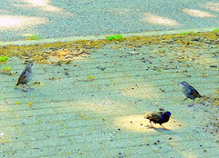 Starlings at Marine Park