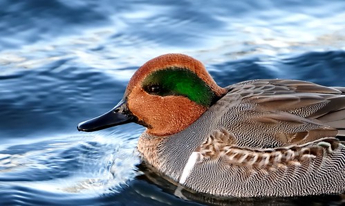 Green-winged Teal on the water.