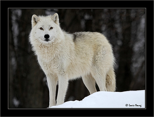 Wolf - Loup by LouisY55