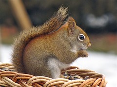 Squirrels and Chipmunks