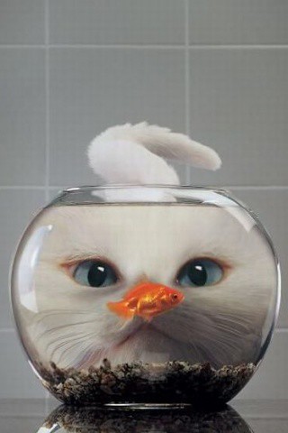 Cat and the Fishbowl iPhone wallpaper