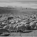 Sheep "Flock in Owens Valley, 1941."