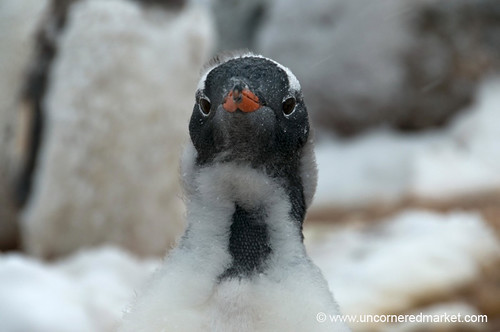 Gentoo Penguin Becoming an Adult - Antarctica by uncorneredmarket
