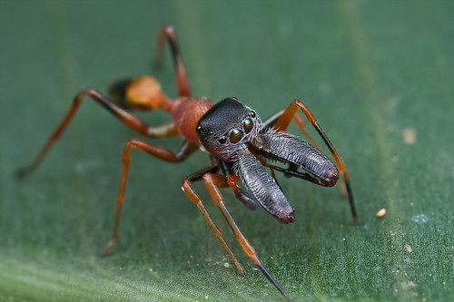 Another ant-mimic jumping spider! <i>Myrmarachne elongata </i>:D ........IMG_3188 copy