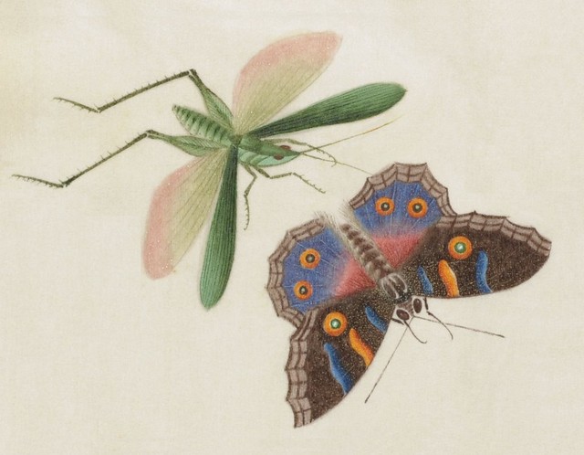 cricket and butterfly sketch - China 19th c.)