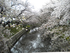 Sakura,Iwakura City,Japan