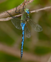 Emperor Dragonfly (Anax imperator) male resting ...