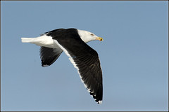 Gull (Black backed)