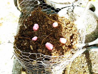 Potato Towers at Hayes Valley Farm