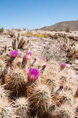 Calcite Mine and Desert Wildflowers, 7 Apr 2010