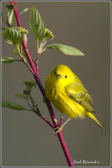 Warbler (Yellow)