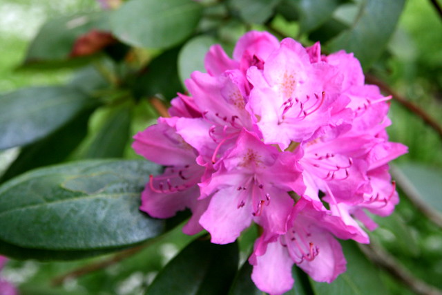Rhododendron Bloom # 9