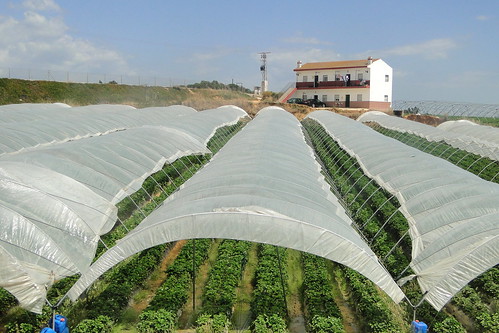 西班牙南部韋爾瓦的草莓農場，生產全歐洲90%的草莓。（來源：Adam Jones, Ph.D. - Global Photo Archive）
