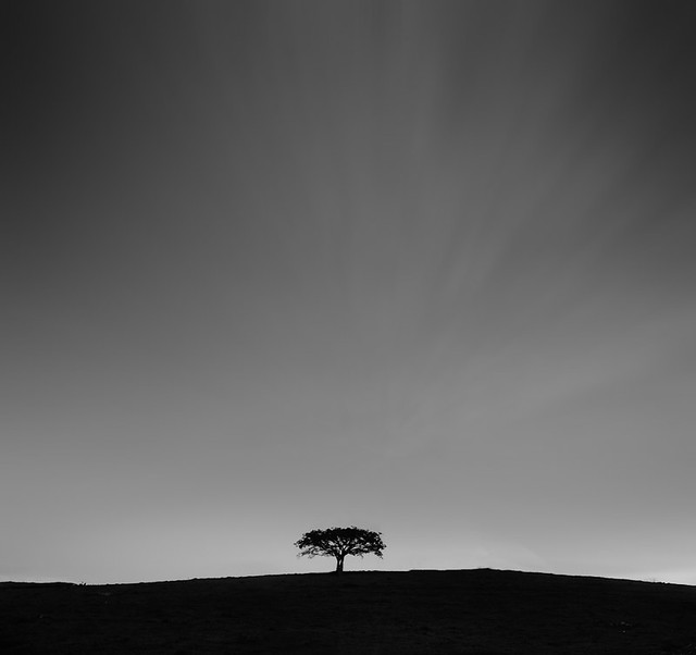 lonely | tree
