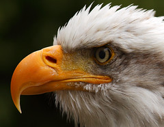 Hawk Conservancy Trust
