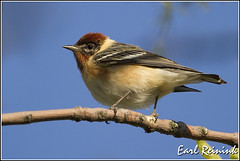 Warbler (Bay-breasted)