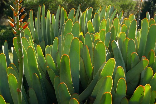 Aloe plicatilis by Polylepis