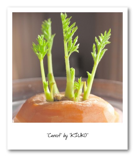 Carrot - 無料写真検索fotoq
