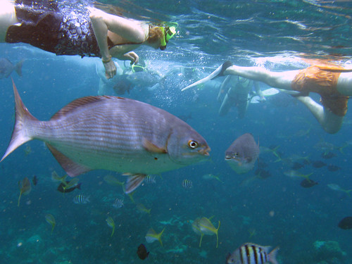 Bahamas Snorkeling