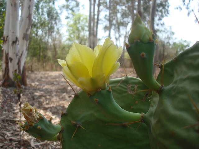 Cactus Flower 