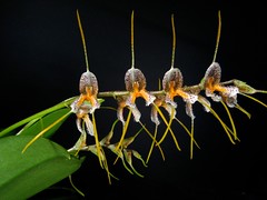 Orchids of South and Central America