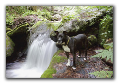 Waterfall Dogs