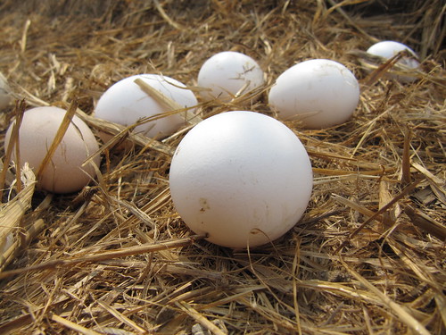 Organic Eggs China - Chicken Farm