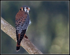 Falco sparverius