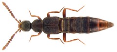 Coleoptera Staphylinidae Europe