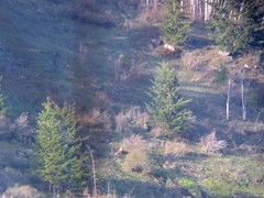 Bear and Elk on Mt Sentinal,
