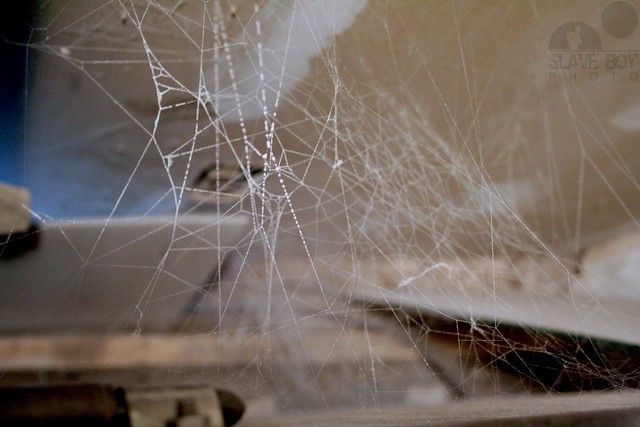 Black Widow Spider Web | Flickr - Photo Sharing!