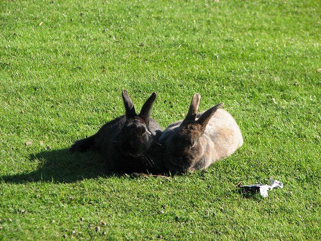 uvic rabbits