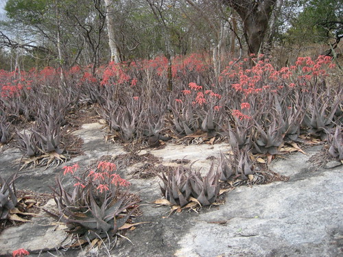 Aloe chabaudii at Gorongosa by tonrulkens