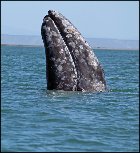 Grey Whale Spy Hop With Eye Above Water