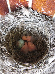 201004 Blackbird nest
