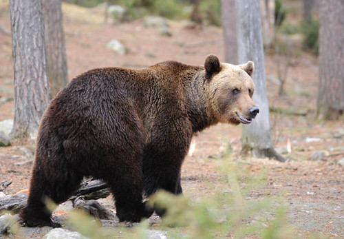 芬蘭罕見的多雨天氣據稱讓許多熊提早從冬眠中甦醒。（圖：Daniele Colombo）