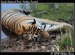 Tiger - Kanha National Park